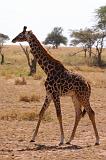 TANZANIA - Serengeti National Park - Giraffa - 6